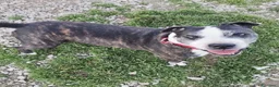 Meticcio cani in regalo: Zeus: nonnino molossino dolce socievole  - Annuncio 10
