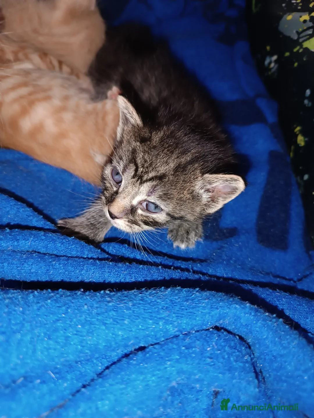 Europeo gatti in vendita: Gattina dolcissima e sveglissima  - Annuncio 7