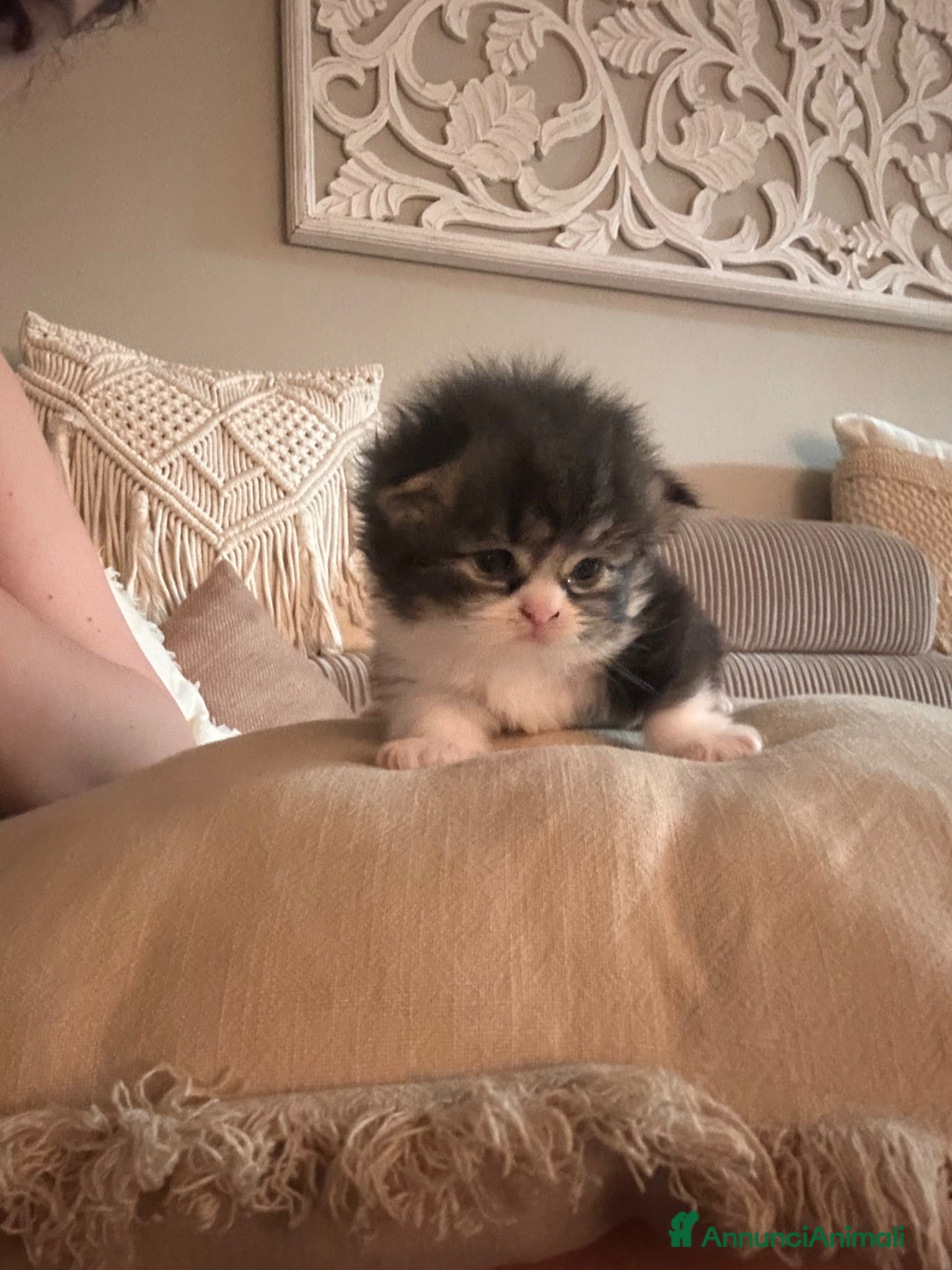 Scottish gatti Cuccioli Scottish Fold  - Annuncio 2
