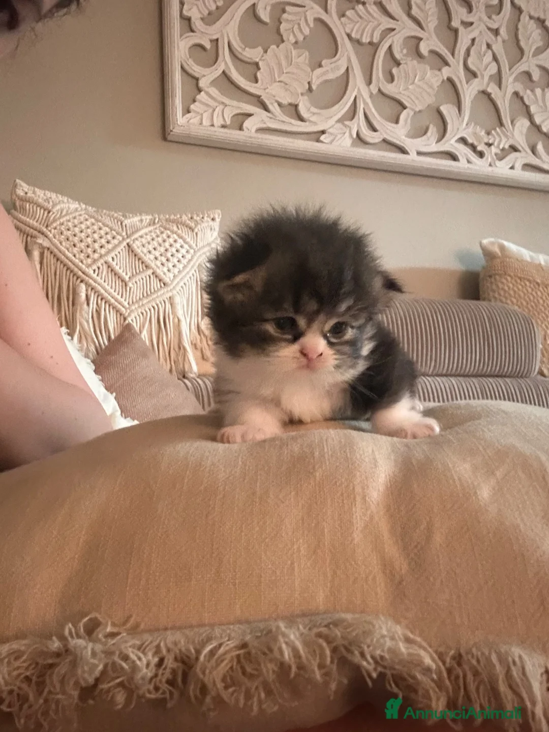 Scottish gatti in vendita: Cuccioli Scottish Fold  - Annuncio 1