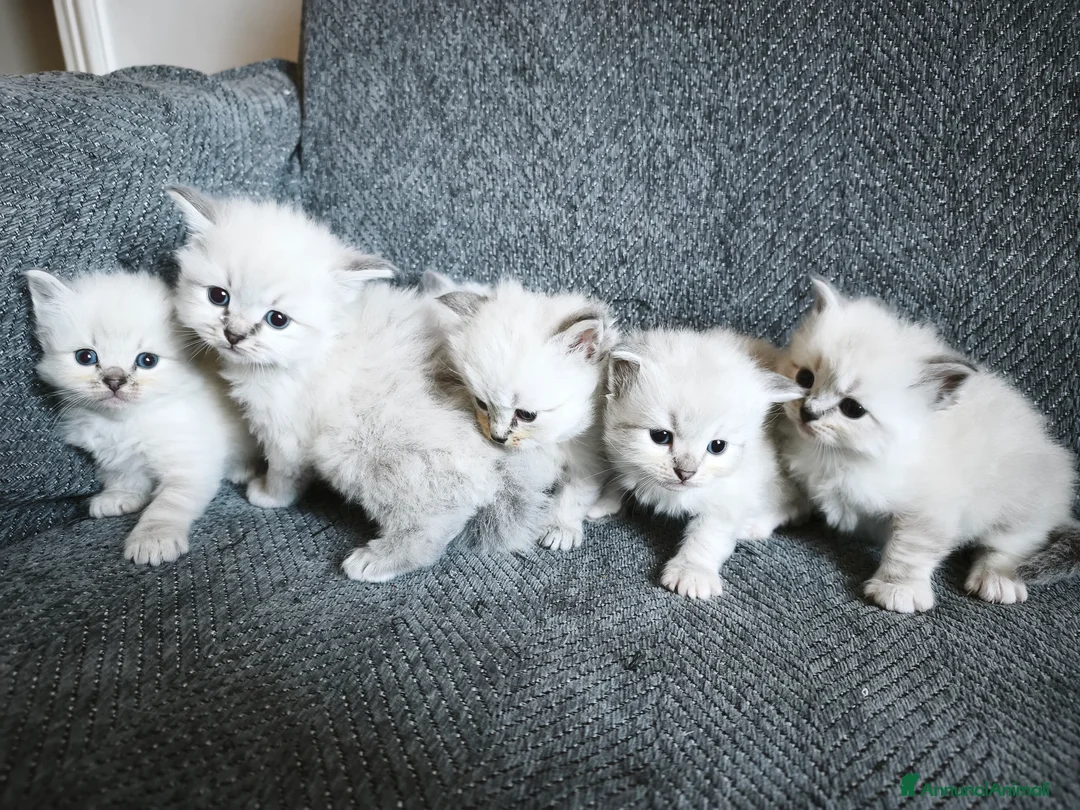 Siberiano gatti in vendita: Cuccioli siberiani  - Annuncio 2