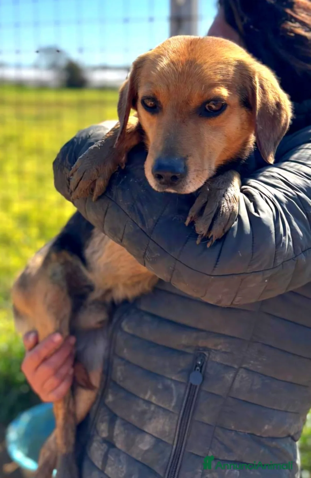 Meticcio cani in regalo: FILIPPO dolce cagnolino cerca casa - 6 anni a Provincia di Latina - Annuncio 6