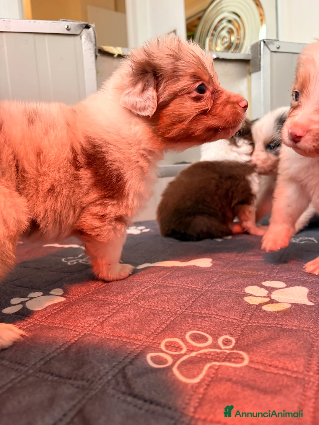 Australian Shepherd cani in vendita: Pastore australiano con pedigree - Annuncio 3