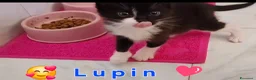 Meticcio gatti in regalo: Margot e Lupin, 2 mesi, mici cercano casa  - Annuncio 8