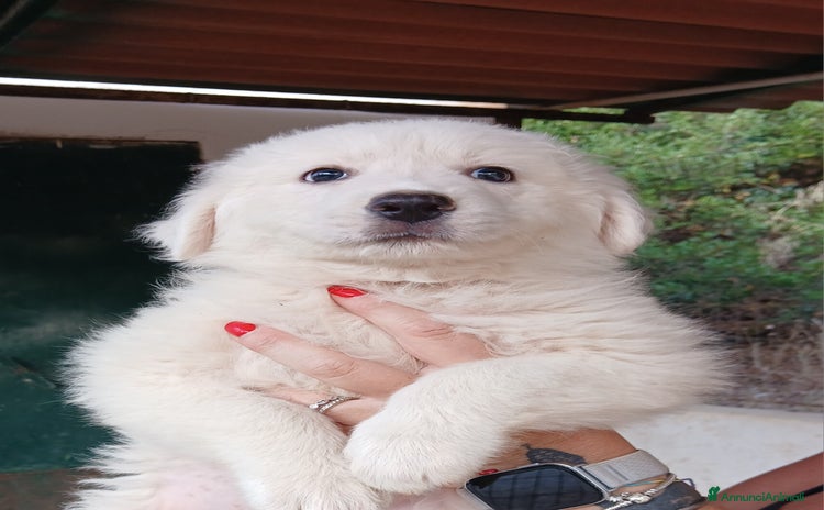 Pastore Maremmano cani a Provincia di Taranto - Annuncio 11