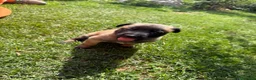 Beagle cani in vendita: Pastore belga Malinois  - Annuncio 18