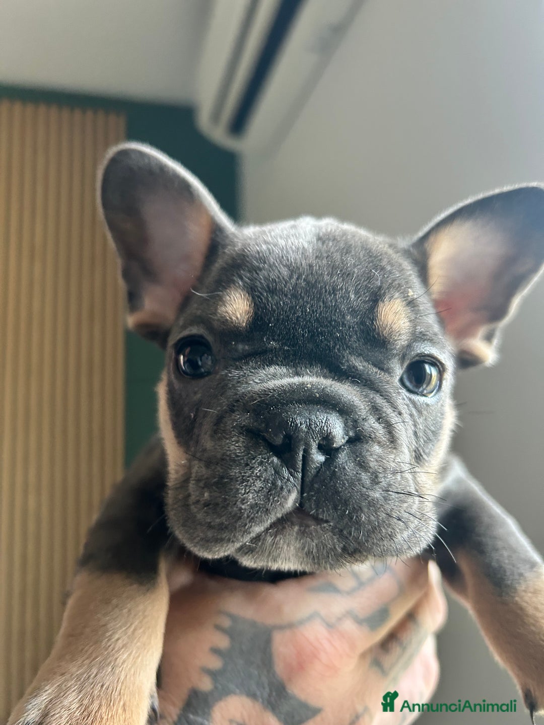 Bulldog Francese cani in vendita: Cuccioli di bulldog  - Annuncio 11