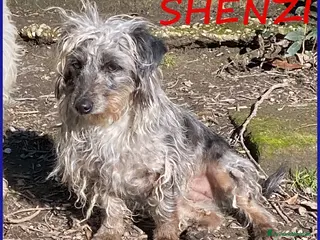 Meticcio cani SHENZI SIMIL BASSOTTINA TG PICCOLA, 5 ANNI - Annuncio 8