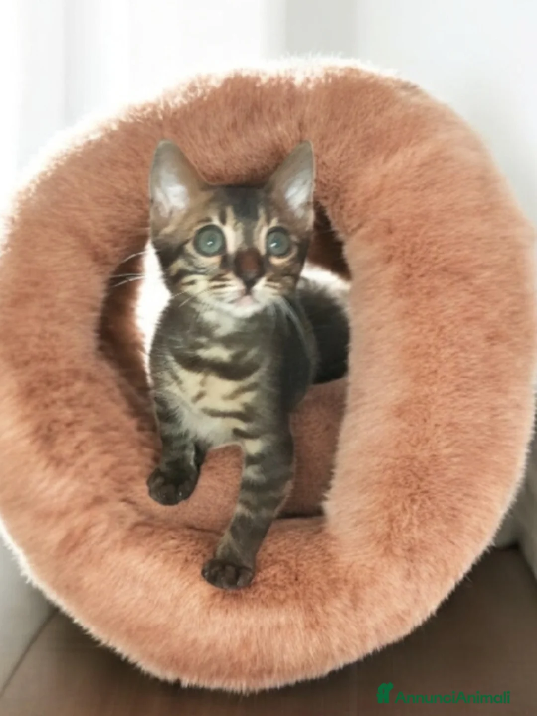 Bengala gatti in vendita: Bellissimi gattini del Bengala  - Annuncio 12