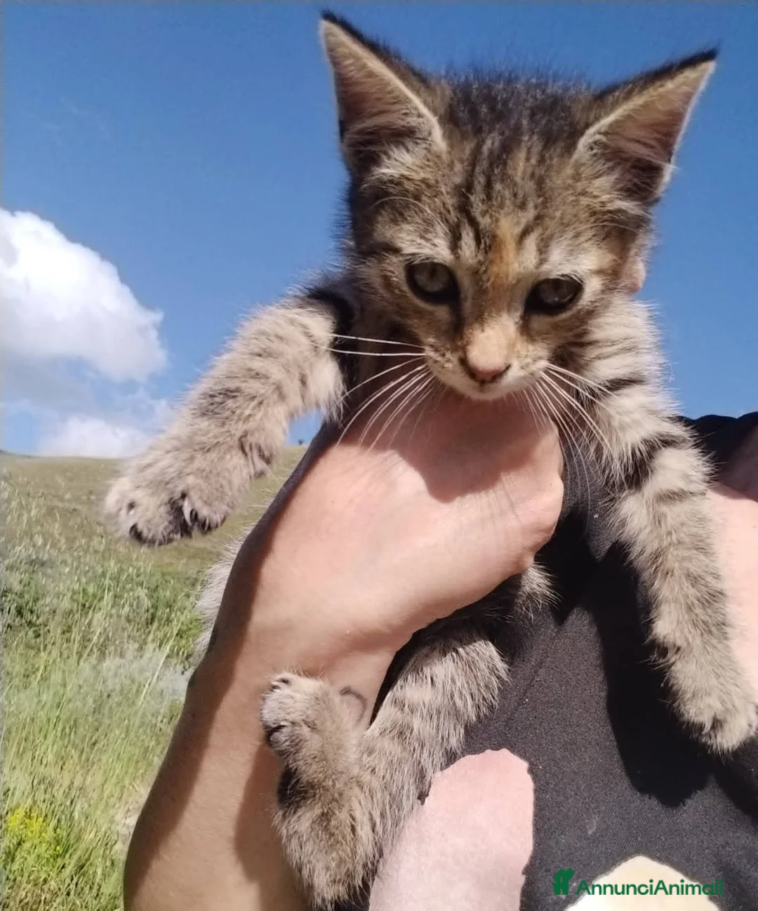Meticcio gatti in regalo: Piccola tigratina, circa 2 mesi  - Annuncio 9