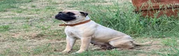 Bullmastiff cani in vendita: Bullmastiff cuccioli a Provincia di Pescara - Annuncio 6