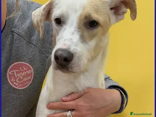 Meticcio cani CALU' tenera cagnolina salvata dalla gabbia - Annuncio 34