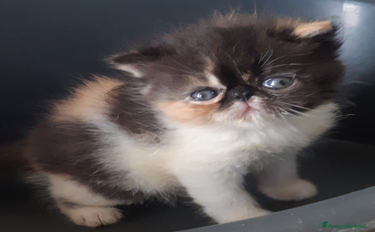 Exotic Shorthair gatti a Provincia di Pisa - Annuncio 2