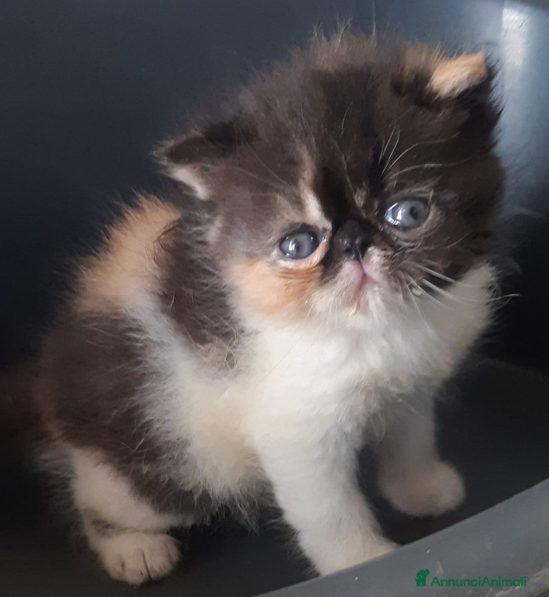 Exotic Shorthair gatti in vendita: Cucciola esotica molto bella a Provincia di Pisa - Immagine 1