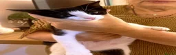 Europeo gatti in regalo:  ​🐾 QUATTRO MERAVIGLIOSI GATTINI CERCANO CASA! 🏡 - Annuncio 2