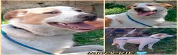 Meticcio cani in regalo: MOOCKIE CUCCIOLO MIX LABRADOR  a Provincia di Varese - Annuncio 5