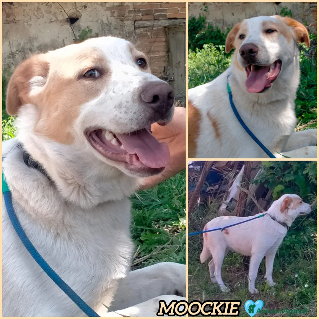 Meticcio cani in regalo: MOOCKIE CUCCIOLO MIX LABRADOR  a Provincia di Varese - Annuncio 5