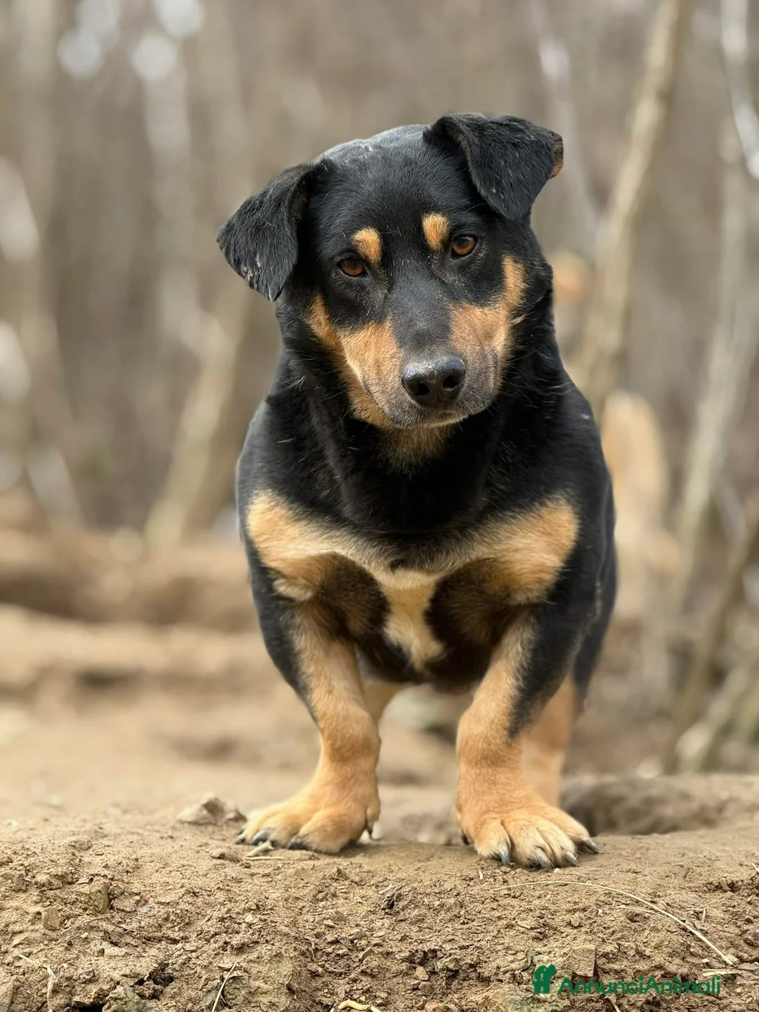 Meticcio cani in regalo: CHICCO, simpaticissimo ZAMPACORTA! - Annuncio 6