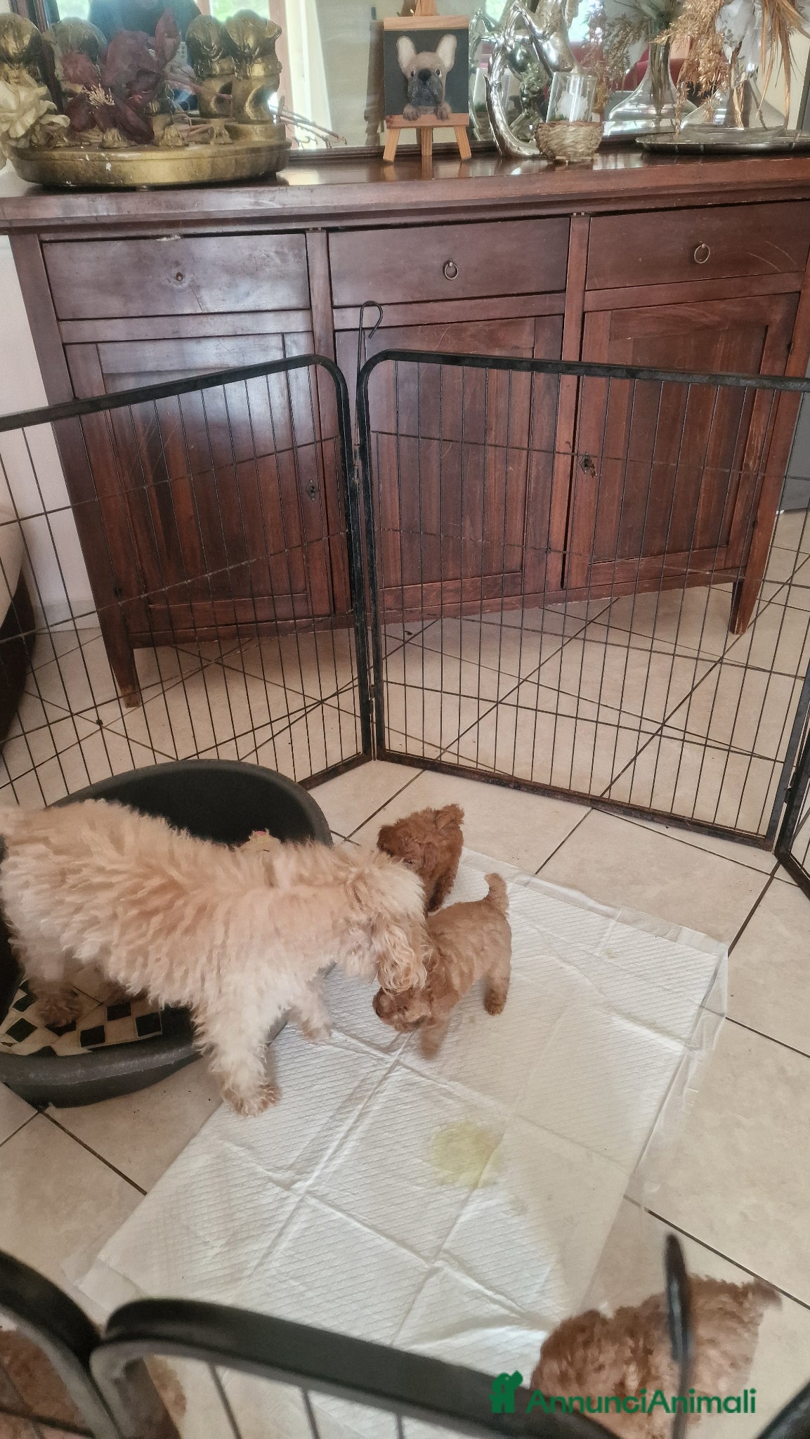 Barboncino cani Barboncino - Annuncio 5