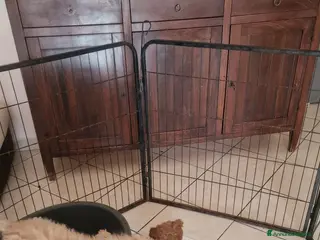 Barboncino cani Barboncino - Annuncio 5