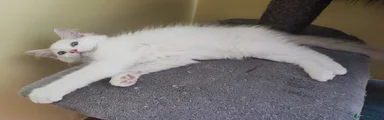 Ragdoll Gattino 1