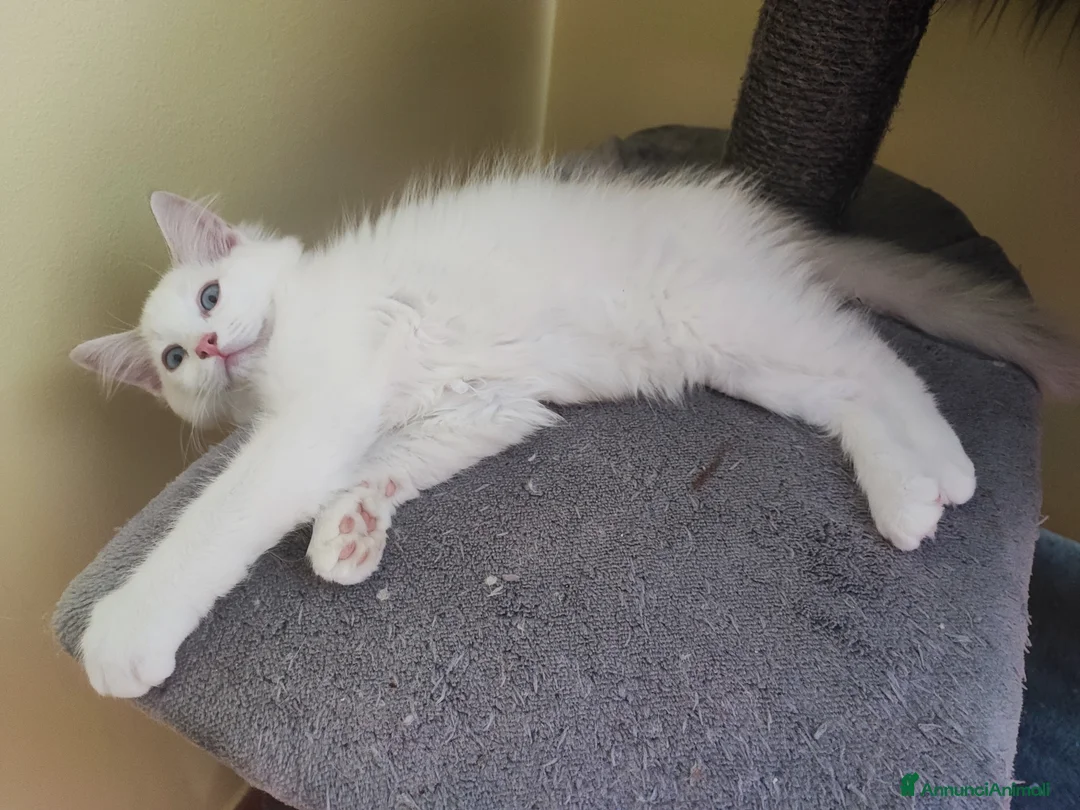 Ragdoll gatti in vendita: Cuccioli di Razza Ragdoll disponibili - Annuncio 2