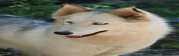 Husky cani in regalo: Donut, una splendida Husky - Annuncio 5