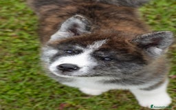 Akita Inu cani in vendita: Akita inu  a Provincia di Belluno - Immagine 1