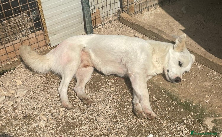 Meticcio cani a Città metropolitana di Roma Capitale - Annuncio 17