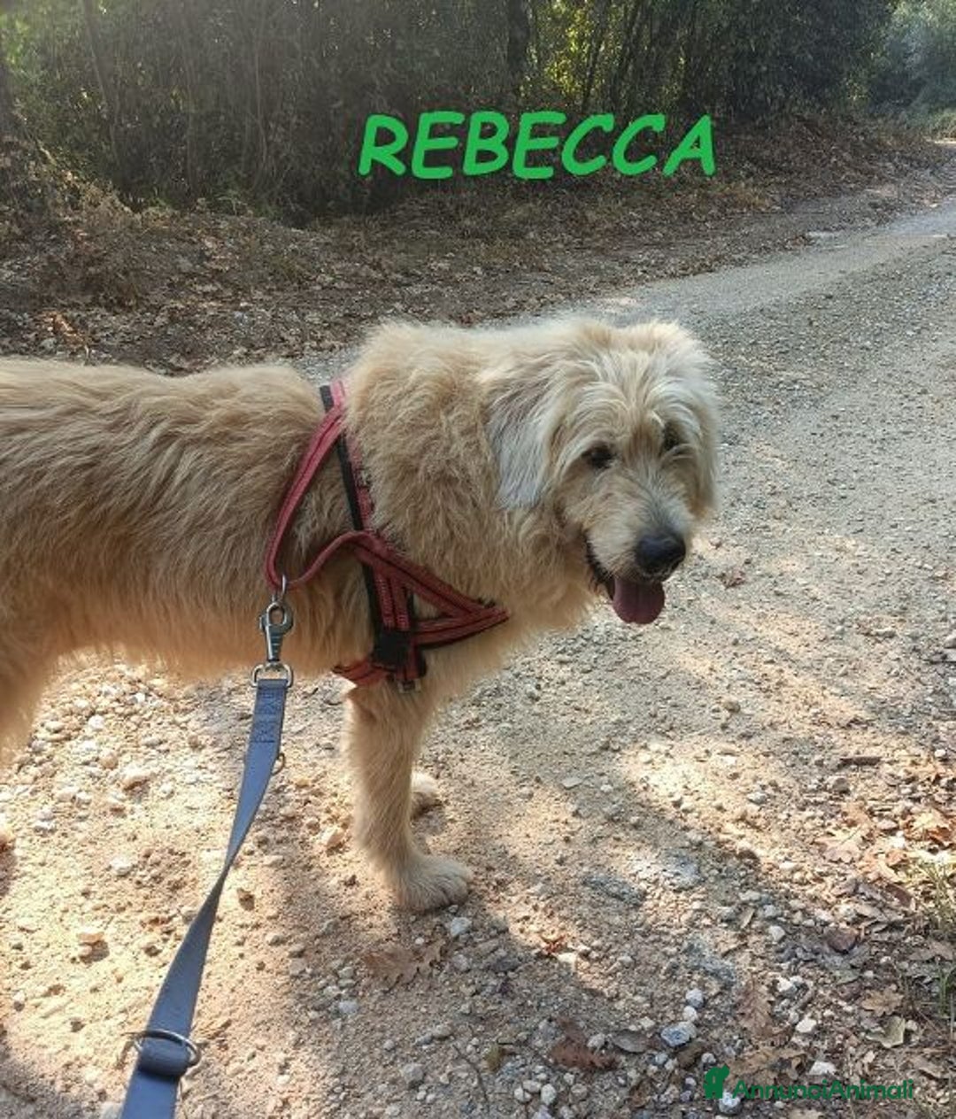 Altre razze cani in regalo: Rebecca dolcissima - urgente! - Annuncio 4