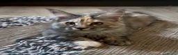 Maine Coon gatti in vendita: Cucciola di Maine Coon, genitori testati - Annuncio 12