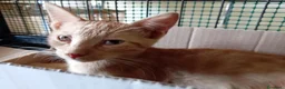 Europeo gatti in regalo: gatto cucciolo 2 mesi  - Annuncio 2