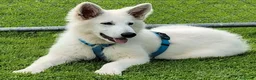 Pastore Svizzero cani in vendita: Pastore svizzero bianco cuccioli a Provincia di Brescia - Annuncio 6