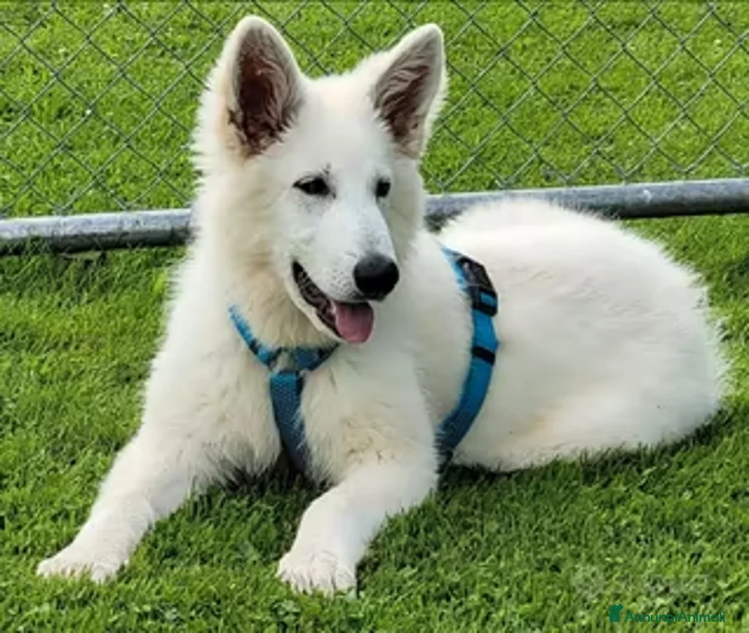 Pastore Svizzero cani in vendita: Pastore svizzero bianco cuccioli a Provincia di Brescia - Annuncio 6