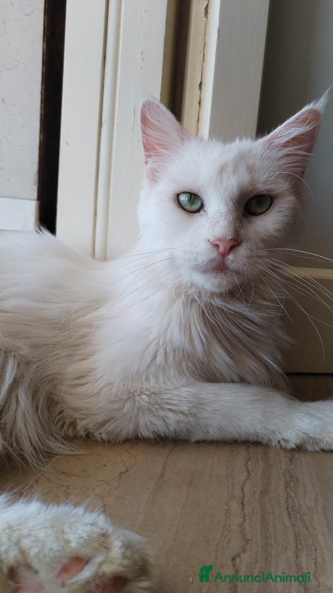 Maine Coon gatti Maine coon  - Annuncio 1