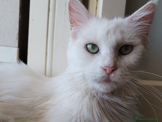 Maine Coon gatti Maine coon - Annuncio 1