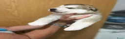 Alaskan Malamute cani in vendita: cucciolata di Alaskan Malamute - Annuncio 6
