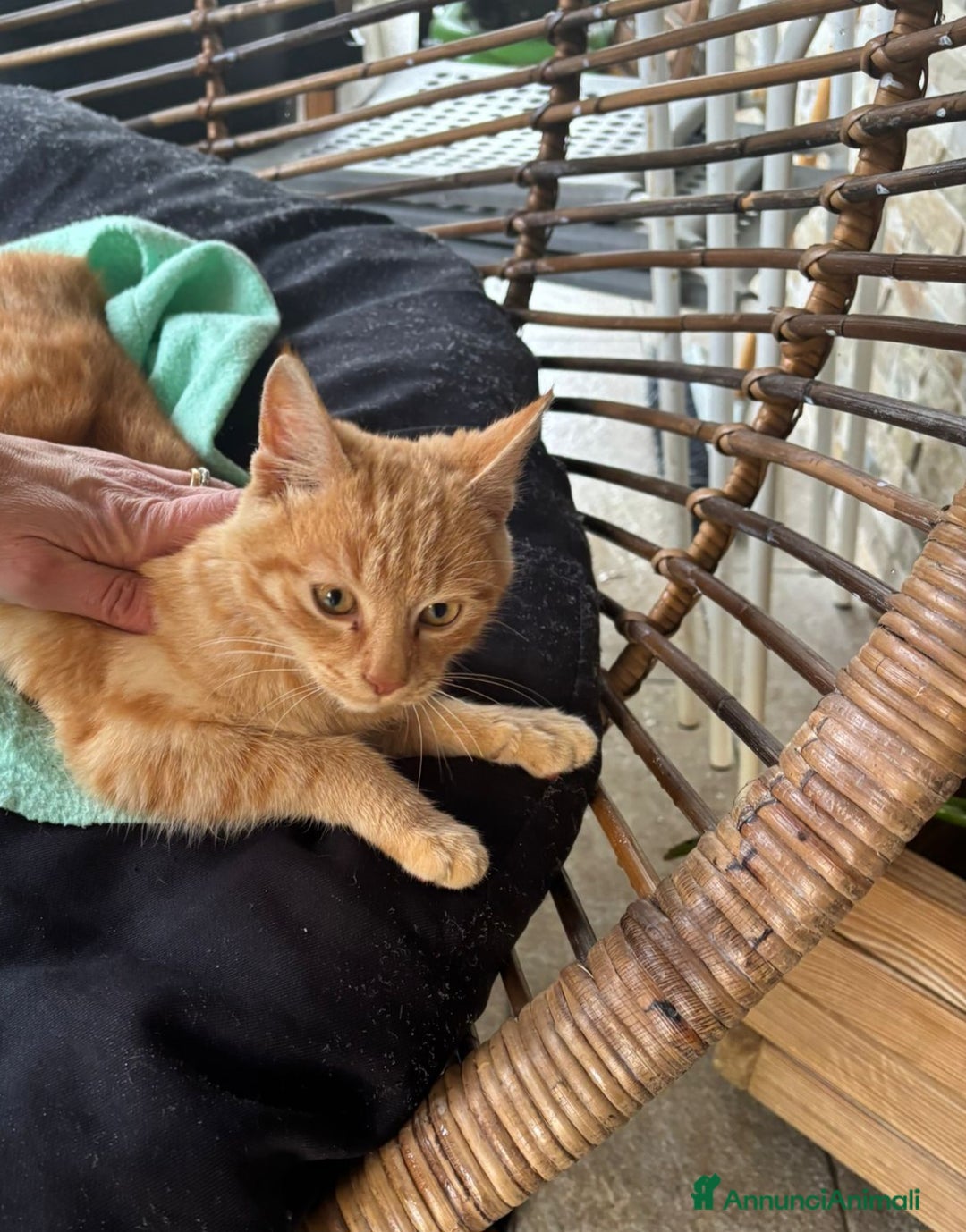 Meticcio gatti in regalo: Regalo gattino abbandonato  - Annuncio 1