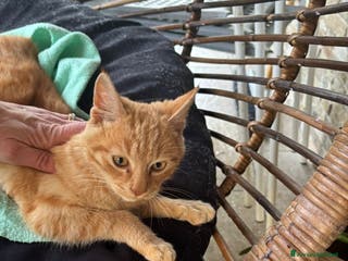 Meticcio gatti Regalo gattino abbandonato - Annuncio 1