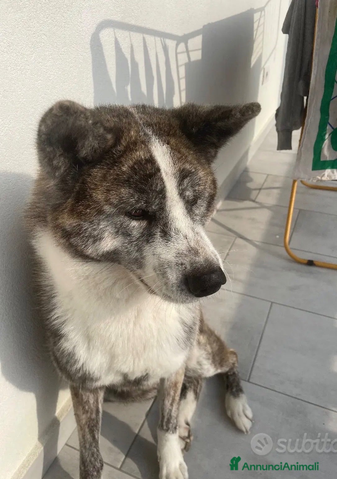 Akita Inu cani Kira  - Annuncio 1