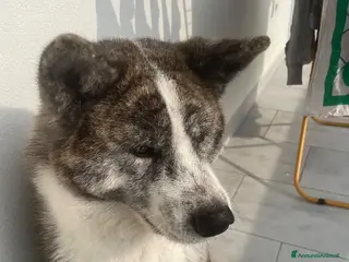 Akita Inu cani Kira - Annuncio 1