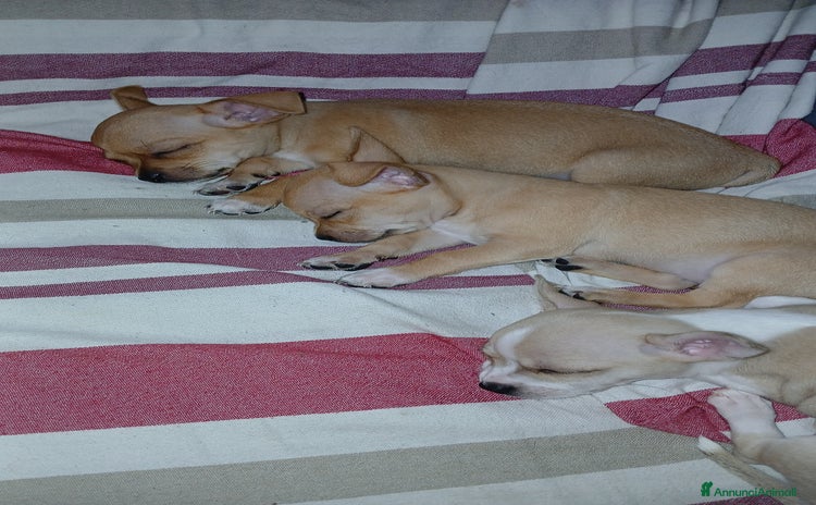 Chihuahua cani a Città metropolitana di Roma Capitale - Annuncio 3