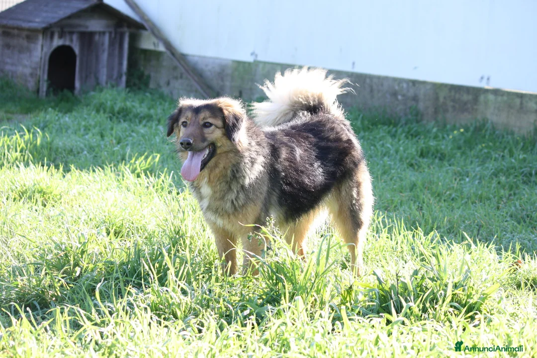 Meticcio cani in regalo: Enza in adozione - Annuncio 6