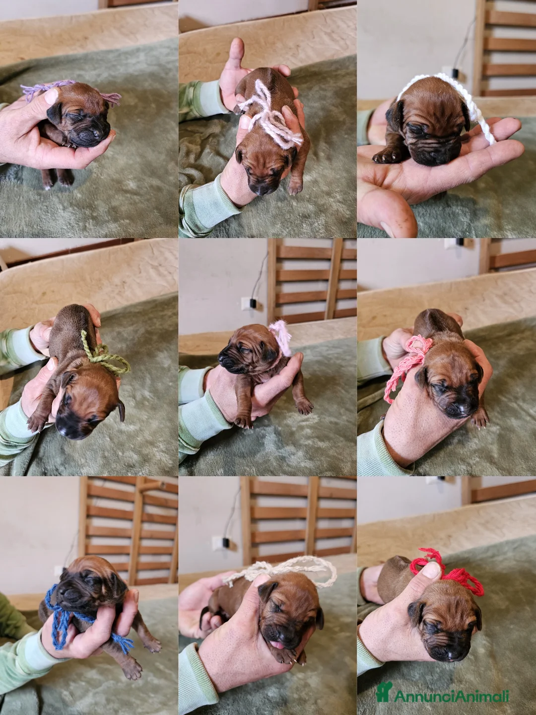 Rhodesian Ridgeback cani in vendita: RHODESIAN RIDGEBACK il cane per la caccia al leone - Annuncio 4