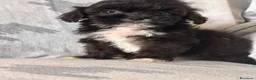 Shihpoo cani in vendita: Cuccioli di Shihpoo - Annuncio 2