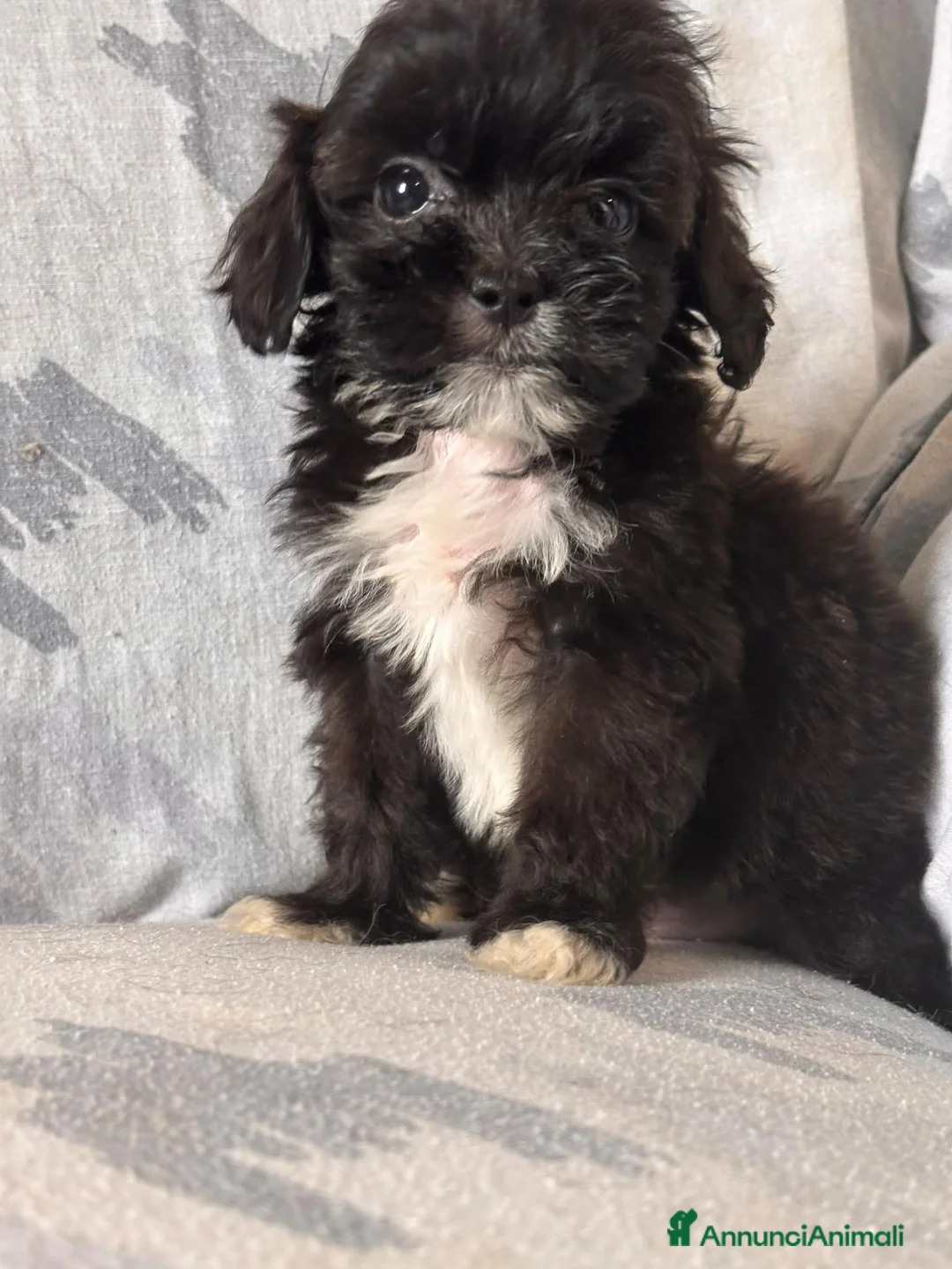 Shihpoo cani in vendita: Cuccioli di Shihpoo - Annuncio 2