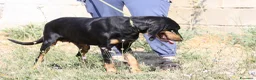 Meticcio cani in regalo: Bea dolcissima segugetta 5 anni in adozione  - Annuncio 5
