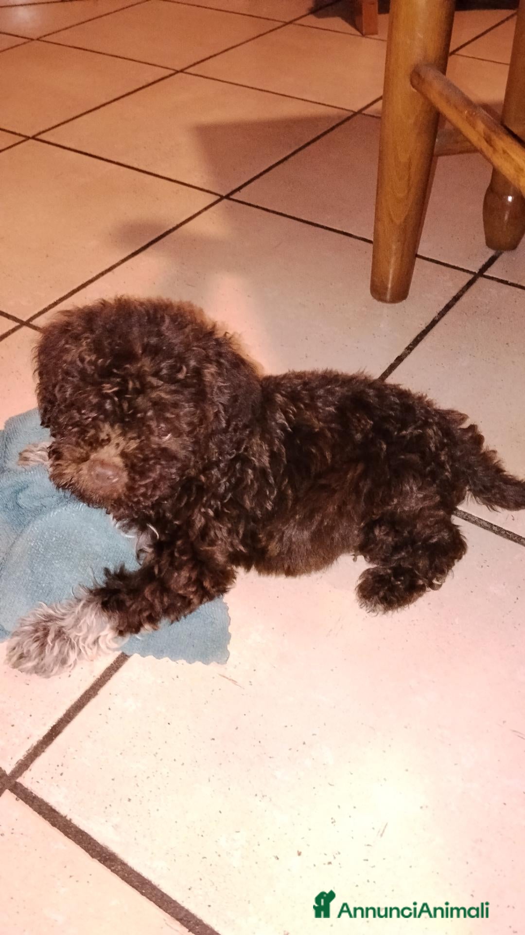 Lagotto cani in regalo: Regalo cuccioli di Lagotto romagnolo  - Annuncio 1