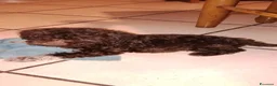 Lagotto cani in regalo: Regalo cuccioli di Lagotto romagnolo  a Provincia di Perugia - Annuncio 1