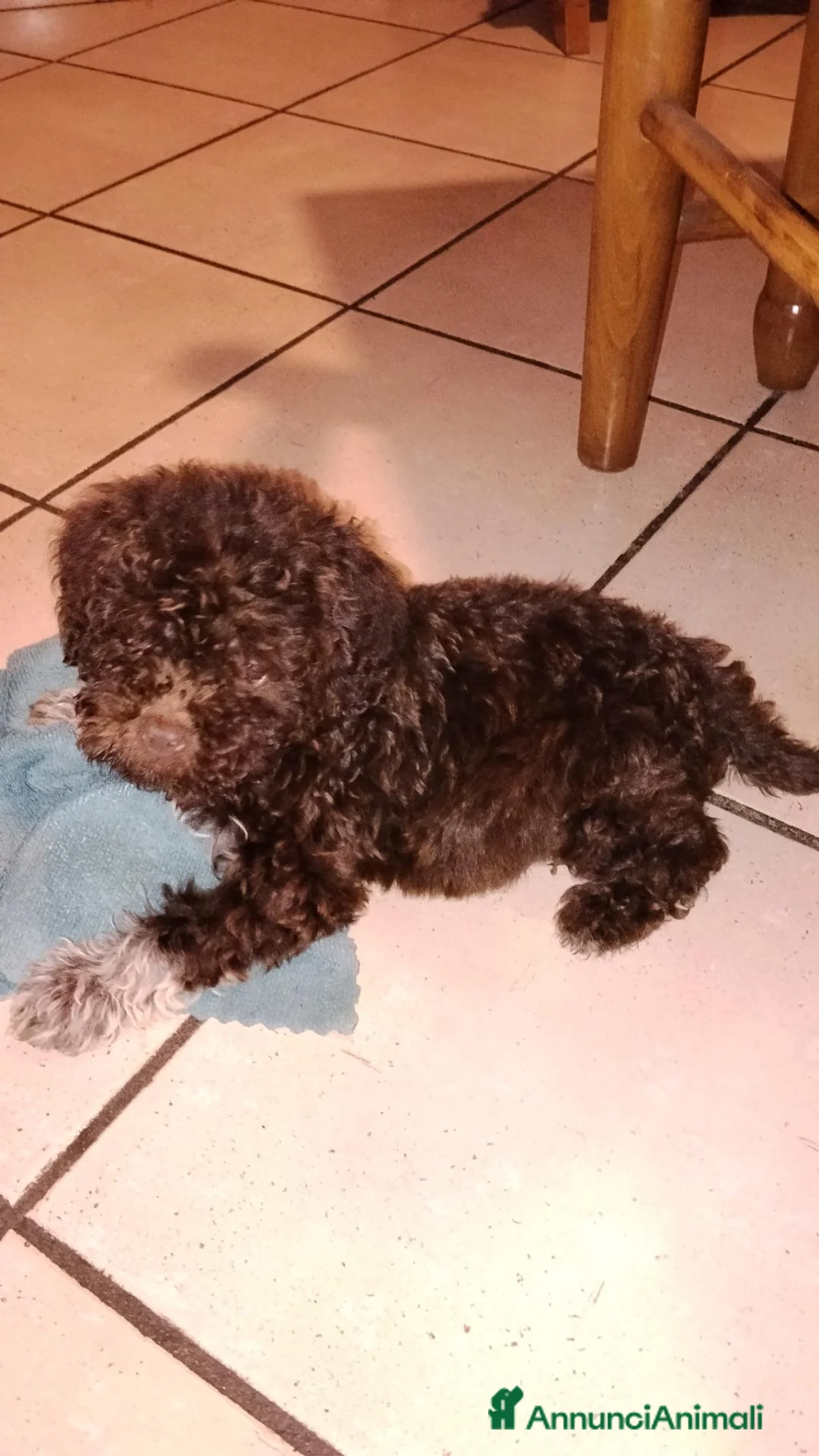 Lagotto cani in regalo: Regalo cuccioli di Lagotto romagnolo  a Provincia di Perugia - Annuncio 1